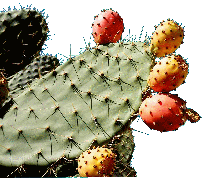 Der marokkanische Kaktus 