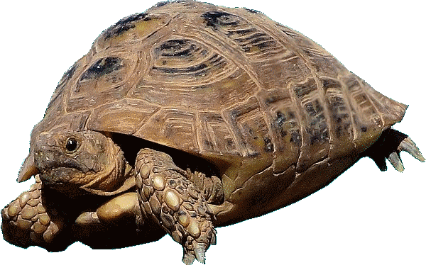 Die marokkanische Schildkröte