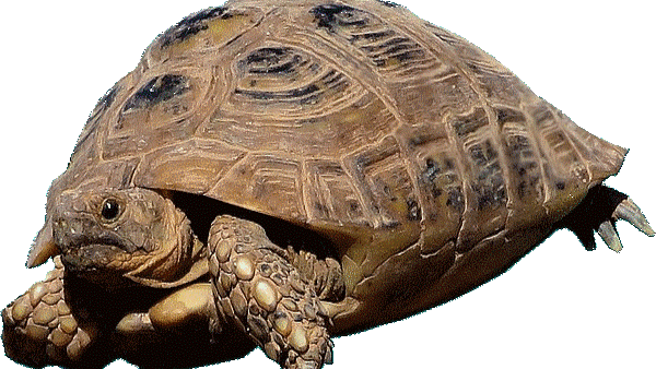 Die marokkanische Schildkröte